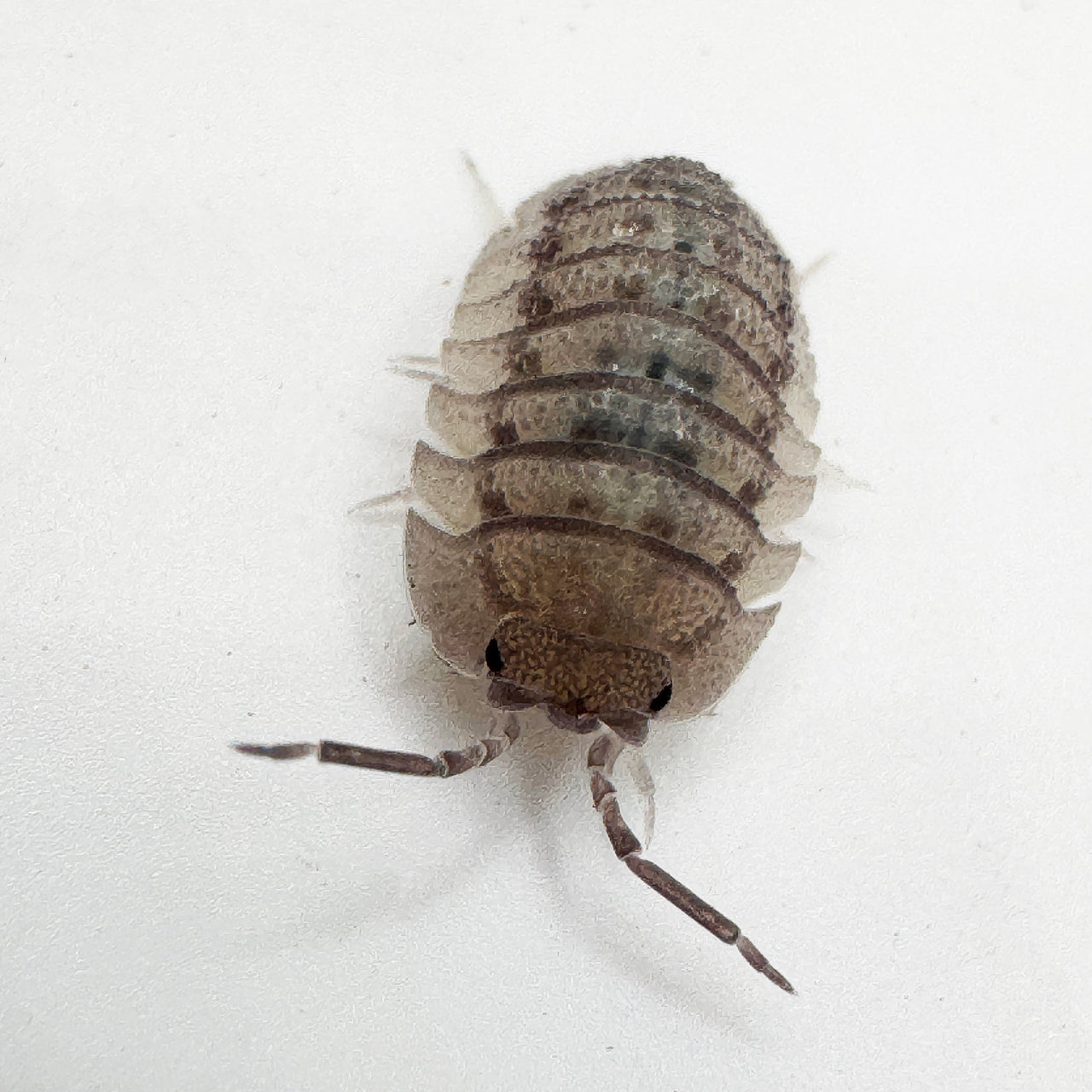 Armadillidium Peraccae