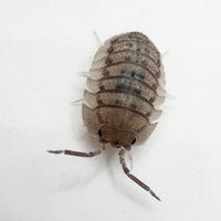 Thumbnail for Armadillidium Peraccae