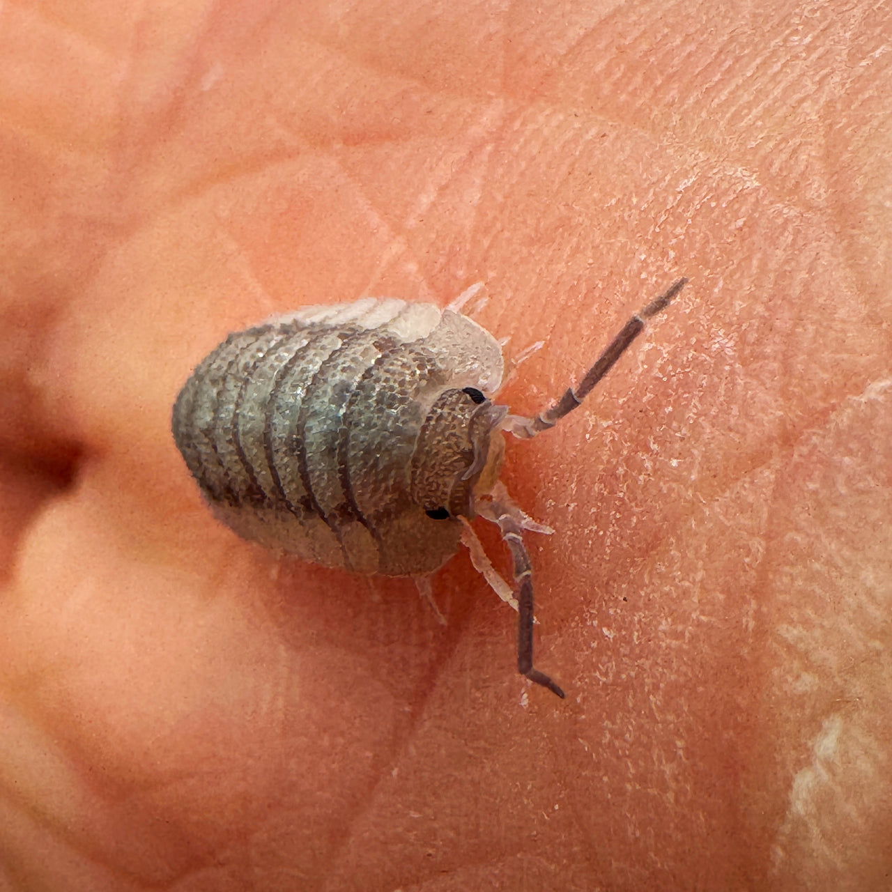 Armadillidium Peraccae