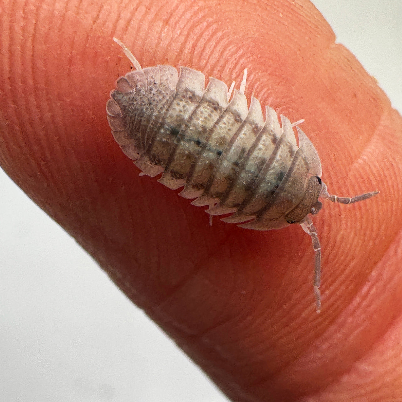 Armadillidium Peraccae