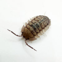 Thumbnail for Armadillidium Peraccae