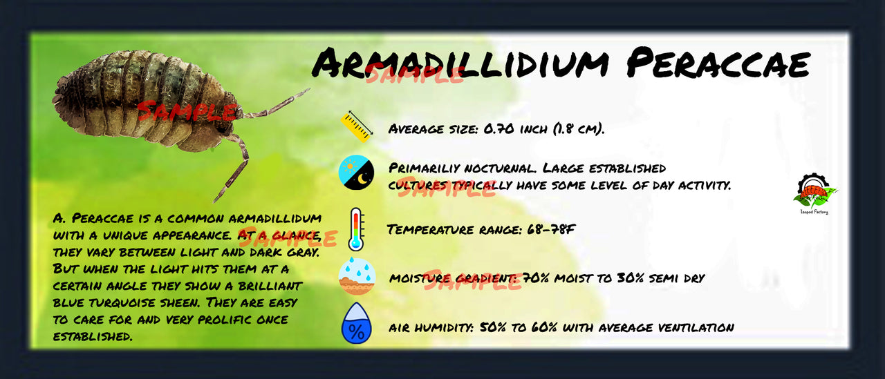 Armadillidium Peraccae Isopod Bin Label