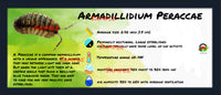 Thumbnail for Armadillidium Peraccae Isopod Bin Label