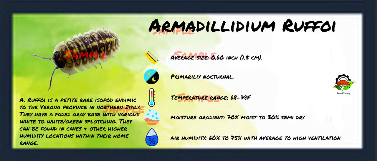 Armadillidium Ruffoi Isopod Bin Label