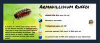 Thumbnail for Armadillidium Ruffoi Isopod Bin Label