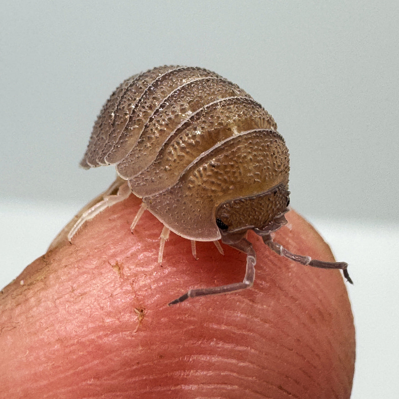 Armadillidium Scaberrimum "Sandstone Isopod"