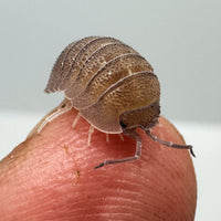 Thumbnail for Armadillidium Scaberrimum 