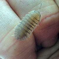 Thumbnail for Armadillidium Scaberrimum 