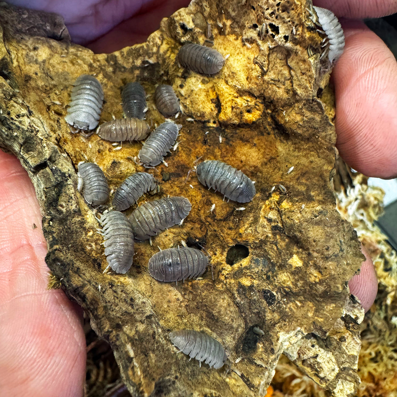 Armadillidium Scaberrimum "Sandstone Isopod"