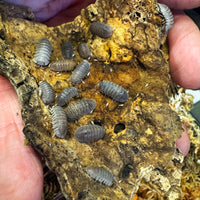 Thumbnail for Armadillidium Scaberrimum 