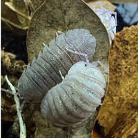 Thumbnail for Armadillidium Scaberrimum 