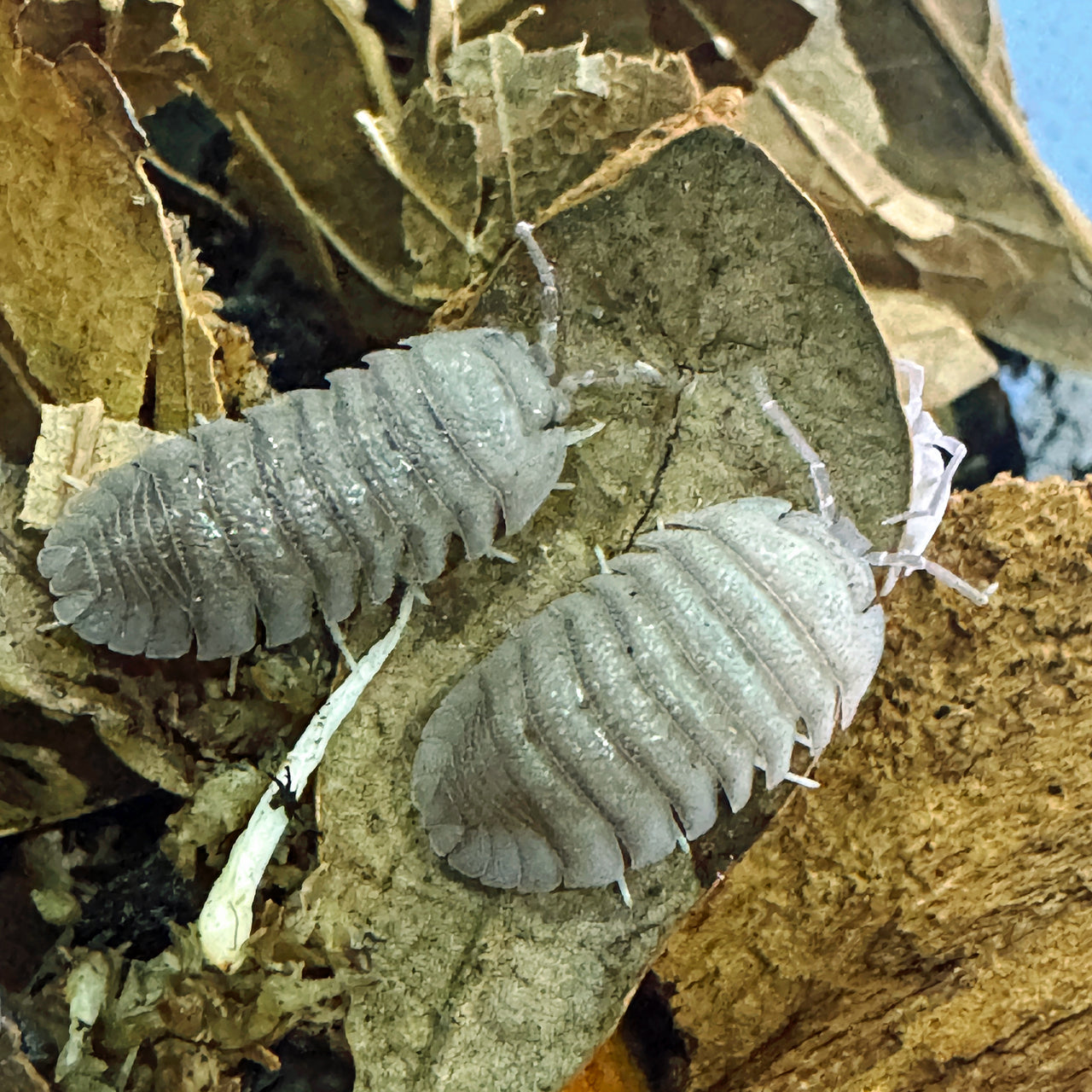 Armadillidium Scaberrimum "Sandstone Isopod"