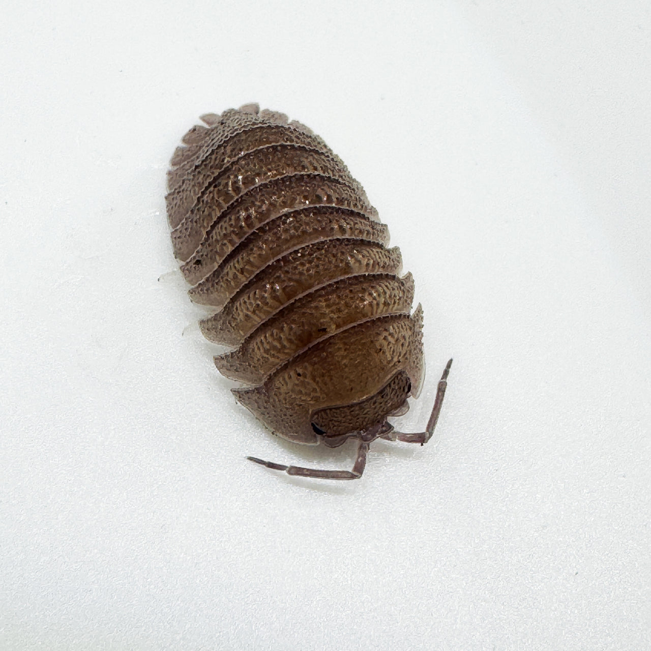 Armadillidium Scaberrimum "Sandstone Isopod"