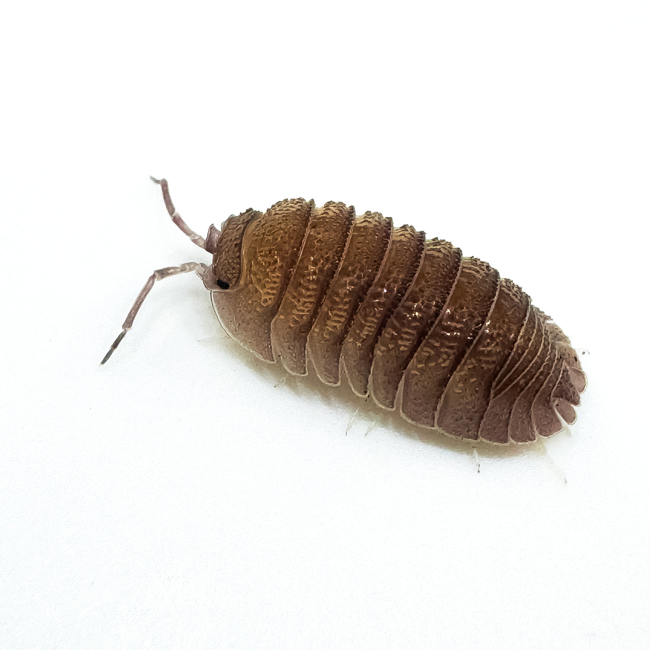 Armadillidium Scaberrimum "Sandstone Isopod"
