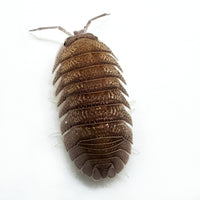 Thumbnail for Armadillidium Scaberrimum 