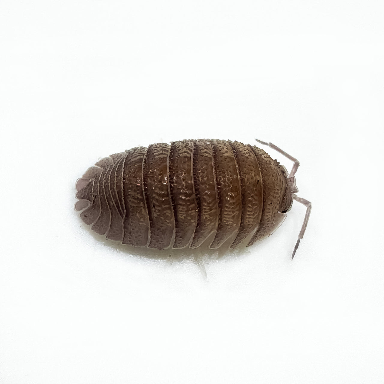 Armadillidium Scaberrimum "Sandstone Isopod"