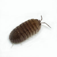Thumbnail for Armadillidium Scaberrimum 