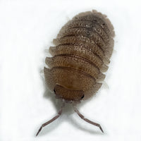 Thumbnail for Armadillidium Scaberrimum 