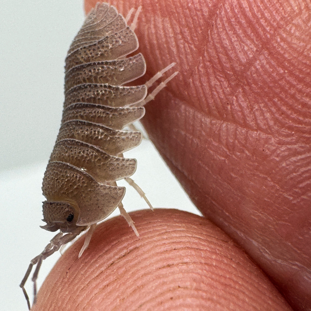 Armadillidium Scaberrimum "Sandstone Isopod"