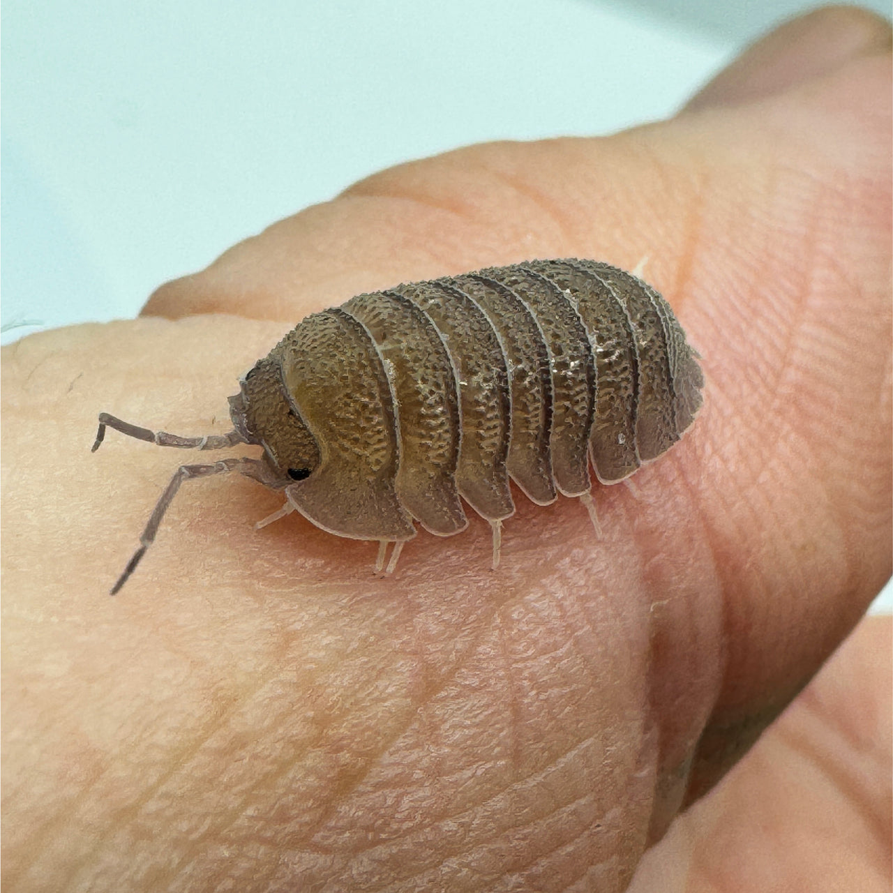 Armadillidium Scaberrimum "Sandstone Isopod"