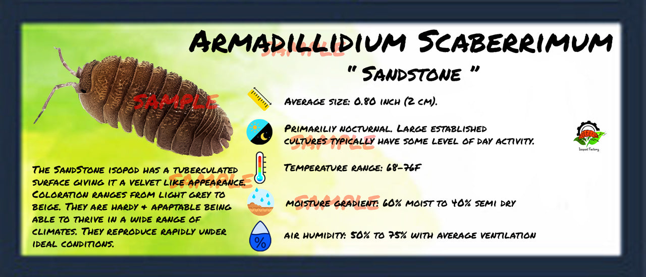 Armadillidium Scaberrimum Sandstone Isopod Bin Label