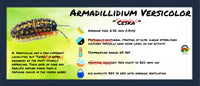 Thumbnail for Armadillidium Versicolor Ceska Isopod Bin Label