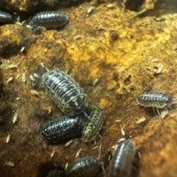 Thumbnail for Armadillidium Versicolor Ceska