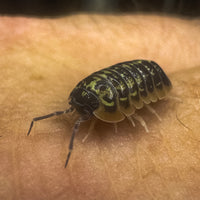 Thumbnail for Armadillidium Versicolor Ceska