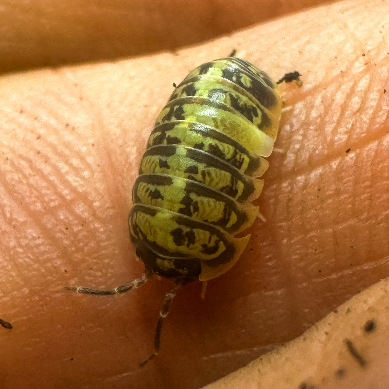 Armadillidium Versicolor Ceska
