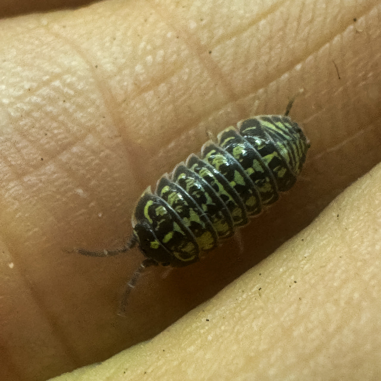 Armadillidium Versicolor Ceska