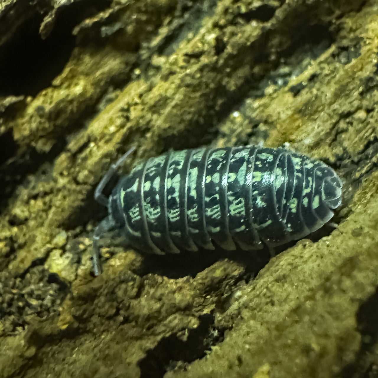 Armadillidium Versicolor Ceska