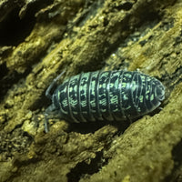 Thumbnail for Armadillidium Versicolor Ceska