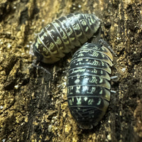 Thumbnail for Armadillidium Versicolor Ceska