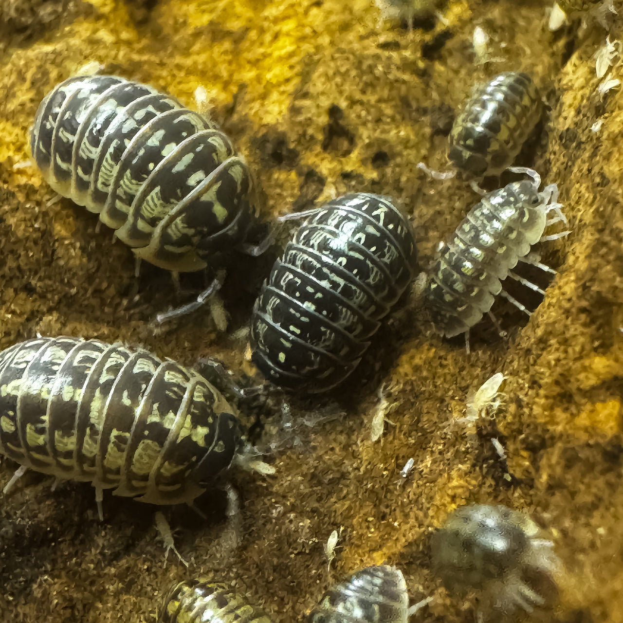 Armadillidium Versicolor Ceska