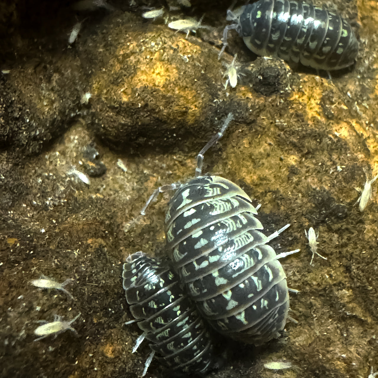 Armadillidium Versicolor Ceska