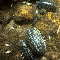 Thumbnail for Armadillidium Versicolor Ceska