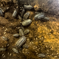 Thumbnail for Armadillidium Versicolor Ceska
