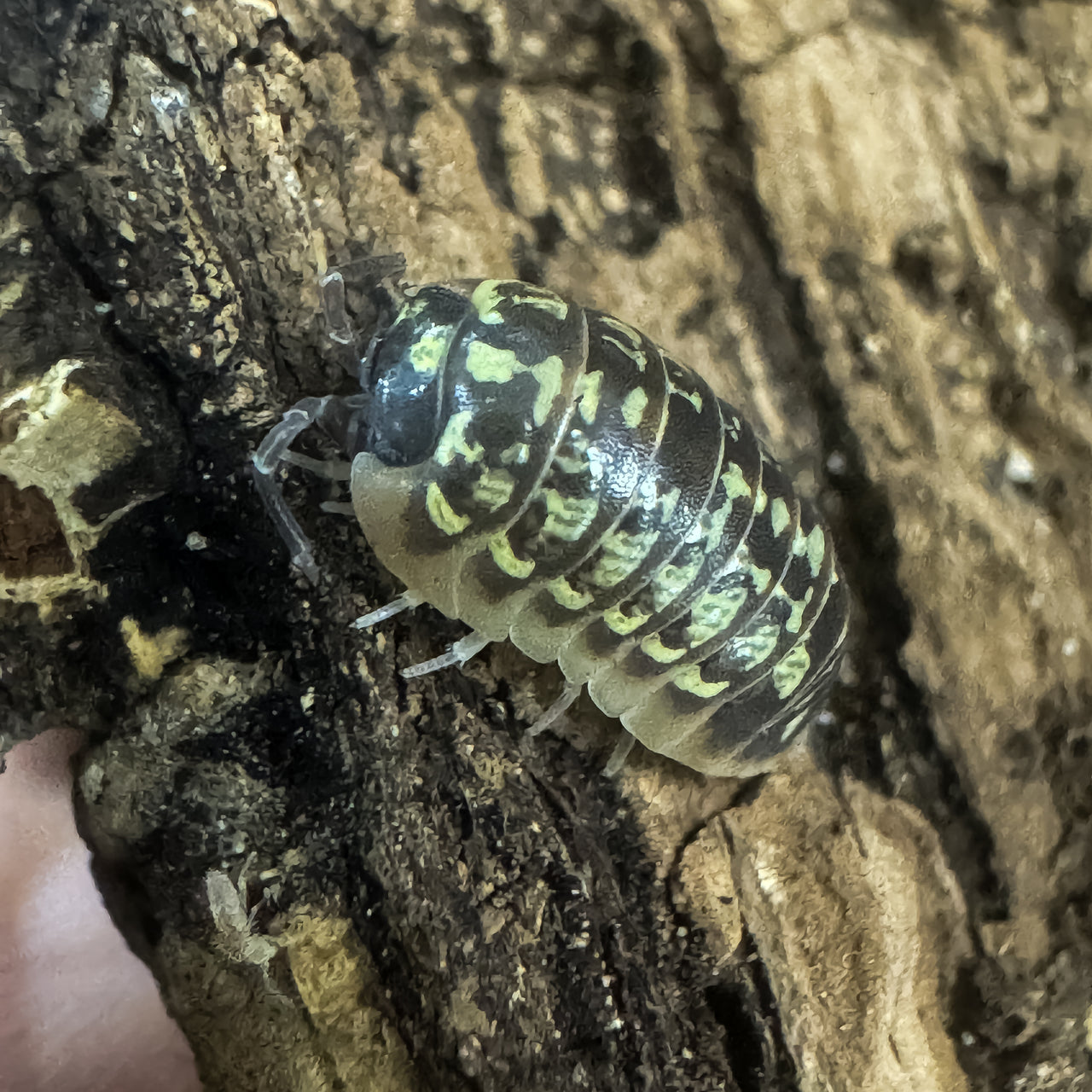 Armadillidium Versicolor Ceska