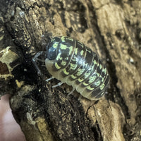 Thumbnail for Armadillidium Versicolor Ceska