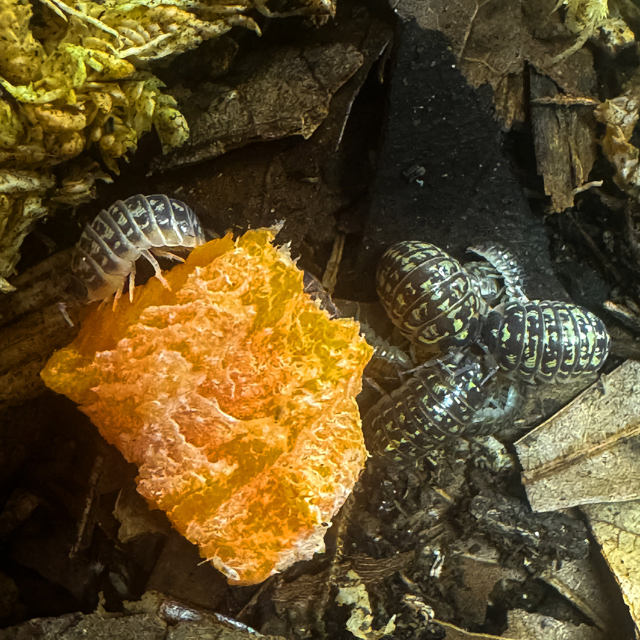Armadillidium Versicolor Ceska