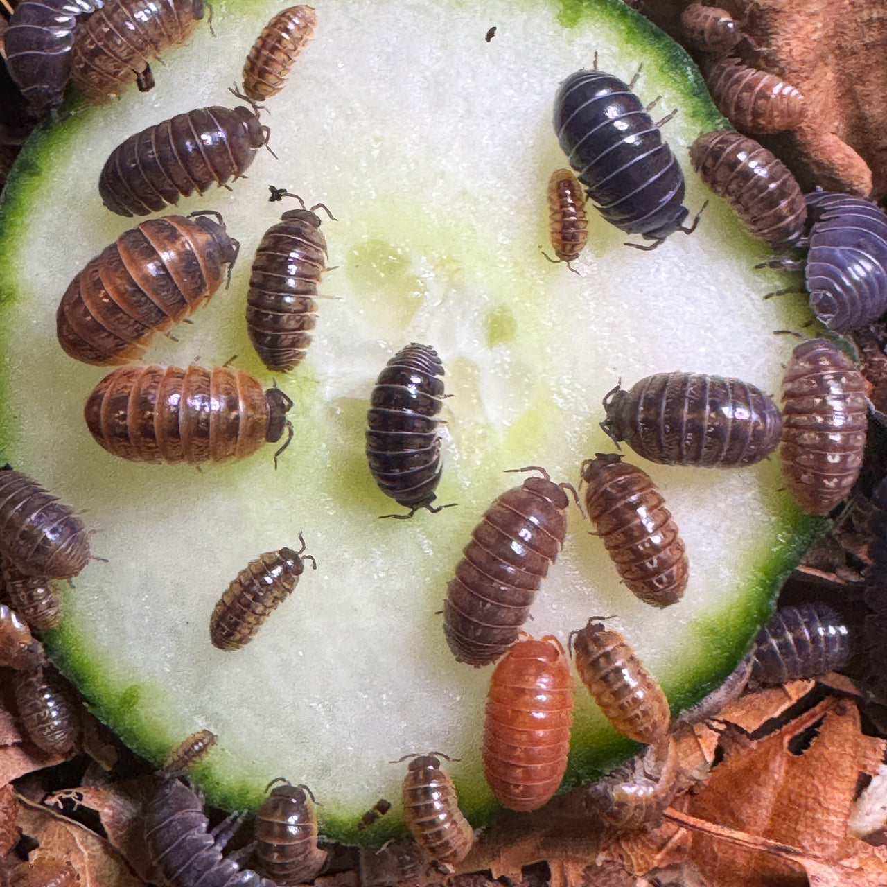 Armadillidium Vulgare "Punta Cana"