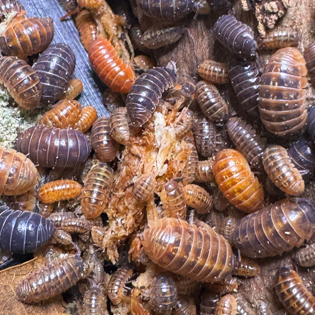 Armadillidium Vulgare "Punta Cana"