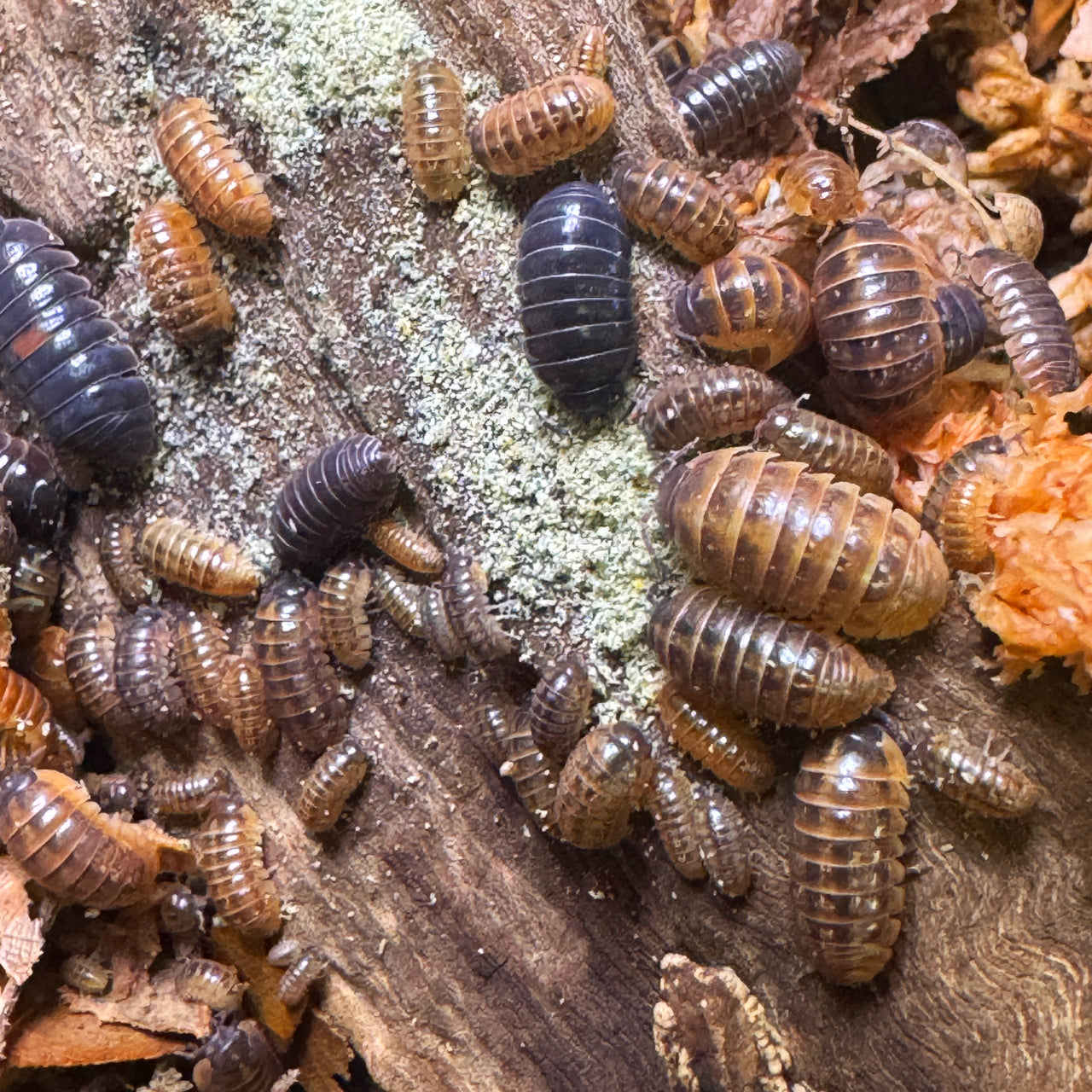 Armadillidium Vulgare "Punta Cana"