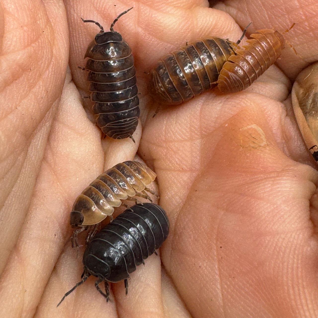 Armadillidium Vulgare "Punta Cana"