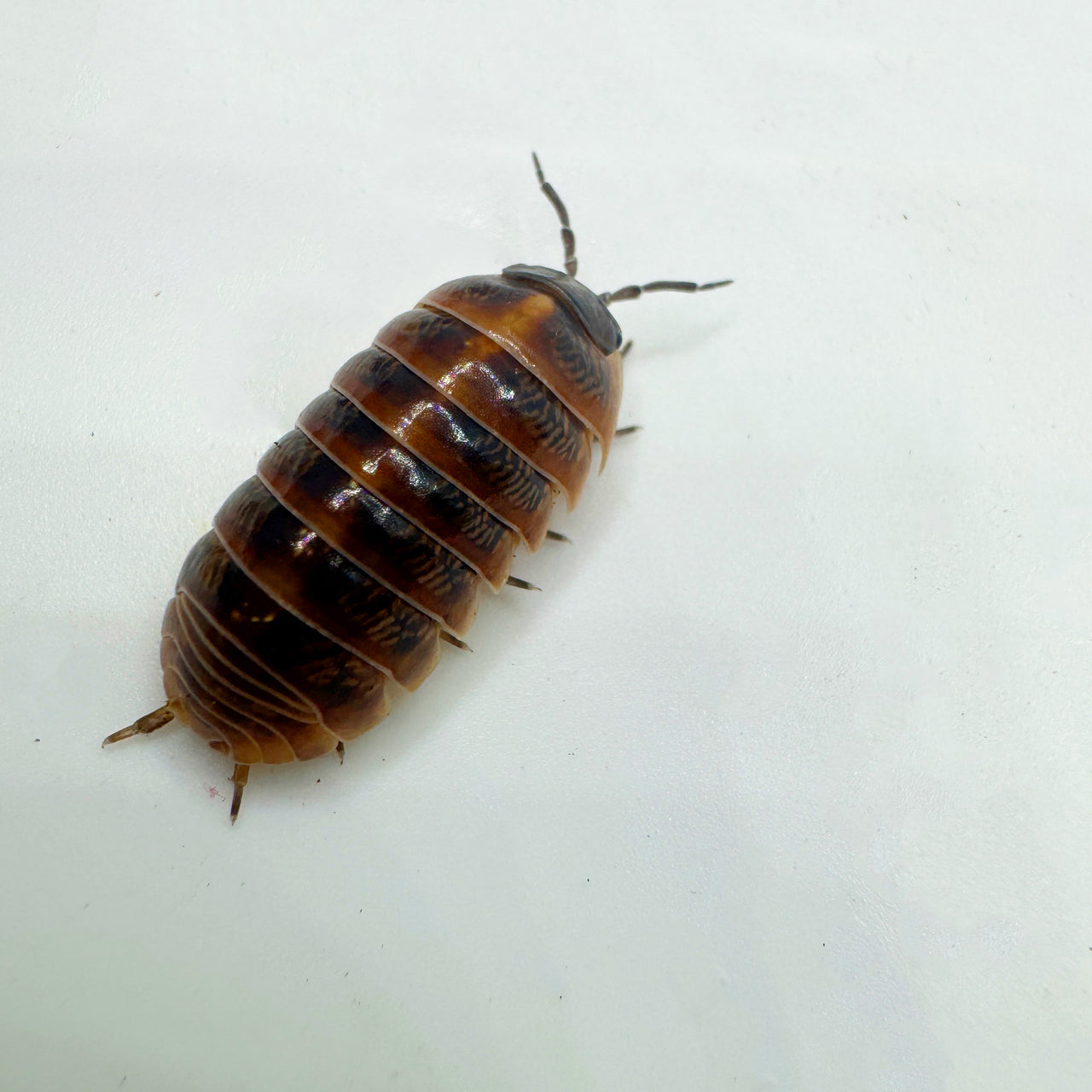 Armadillidium Vulgare "Punta Cana"