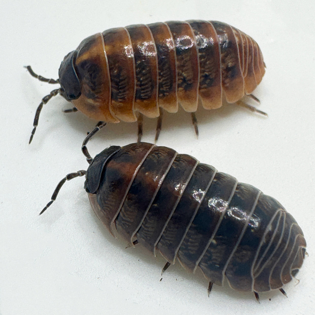 Armadillidium Vulgare "Punta Cana"