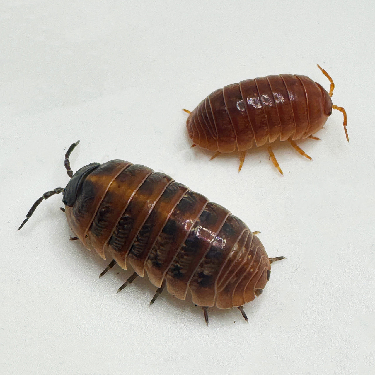 Armadillidium Vulgare "Punta Cana"