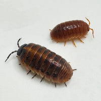 Thumbnail for Armadillidium Vulgare 