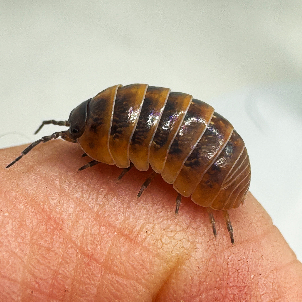 Armadillidium Vulgare "Punta Cana"