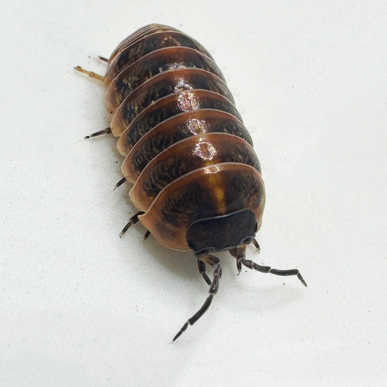 Armadillidium Vulgare "Punta Cana"